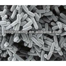 LR-G100 Lactobacillus reuteri